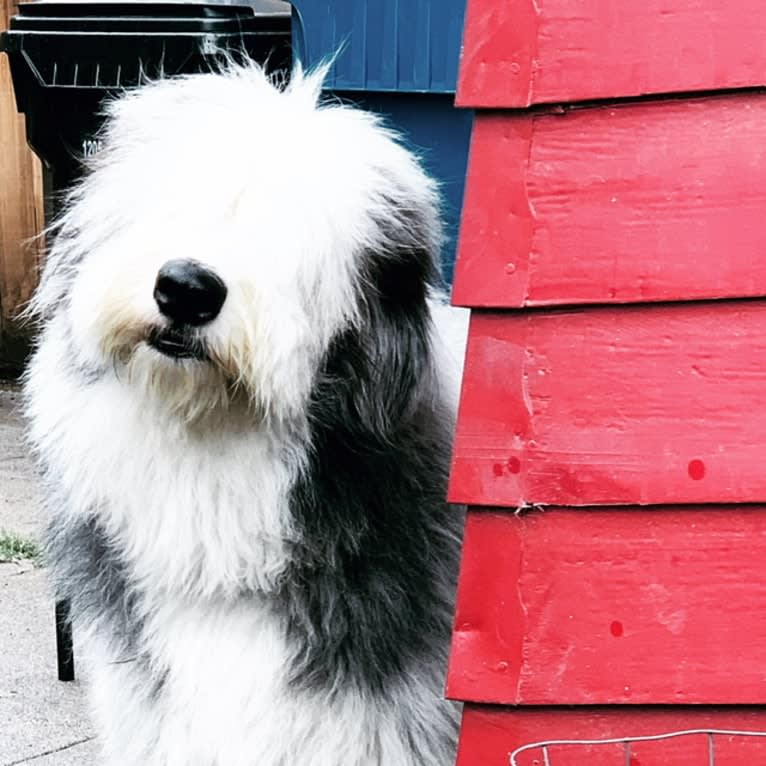 Fred, an Old English Sheepdog and Siberian Husky mix tested with EmbarkVet.com