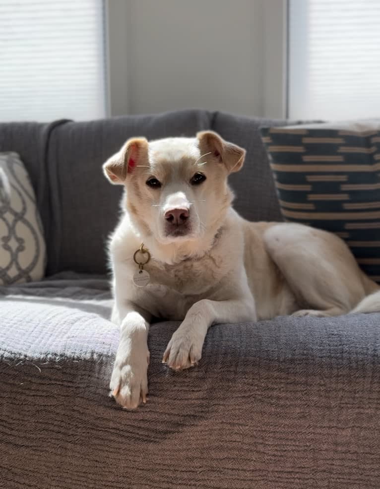 Hayley, a Great Pyrenees and Beagle mix tested with EmbarkVet.com