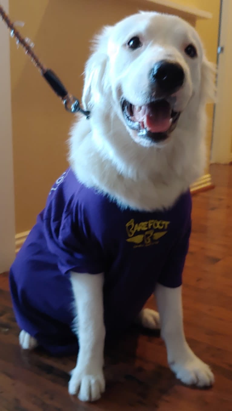 Bear, a Great Pyrenees and Labrador Retriever mix tested with EmbarkVet.com