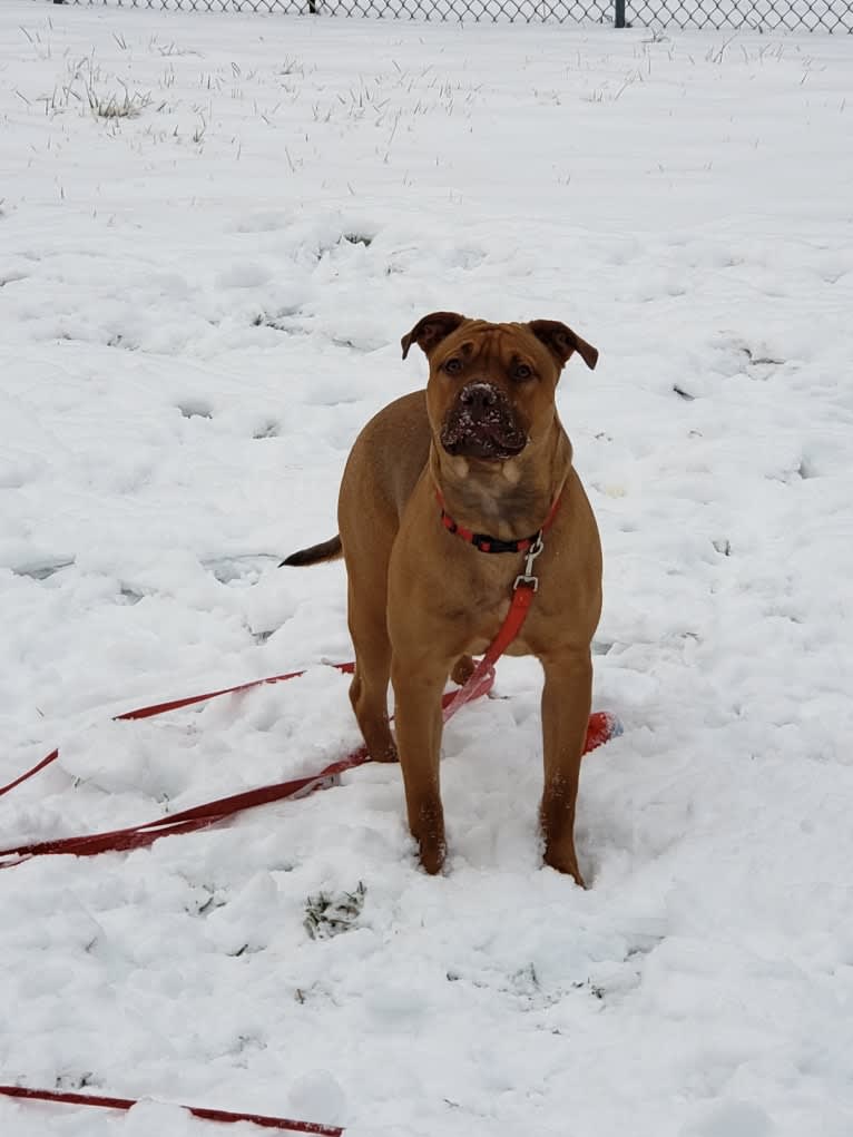 Ruckus, an American Pit Bull Terrier and Labrador Retriever mix tested with EmbarkVet.com