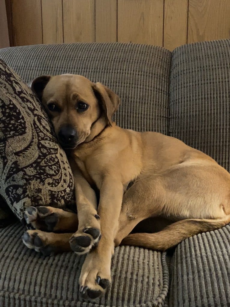 Winnie, a Chinese Shar-Pei and Cocker Spaniel mix tested with EmbarkVet.com