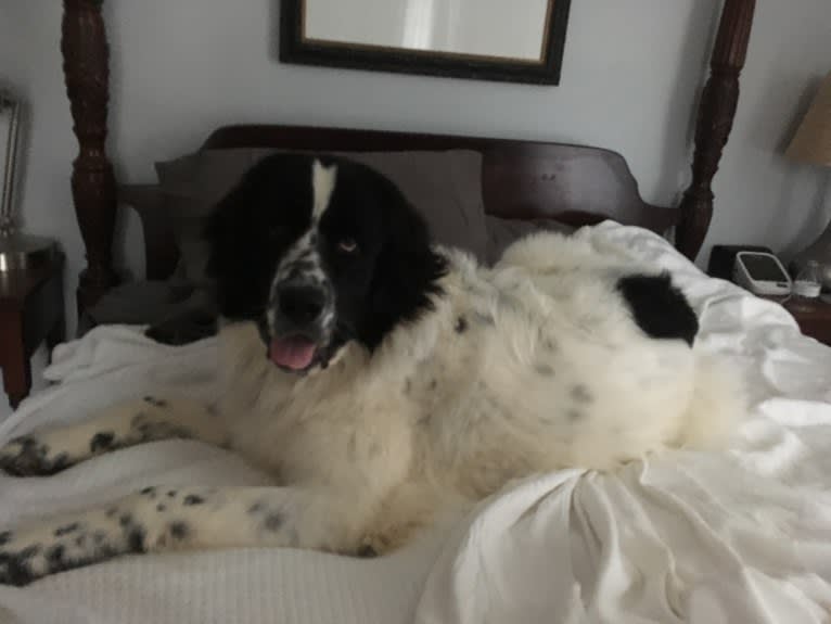 Osa Stott, a Newfoundland and Great Pyrenees mix tested with EmbarkVet.com