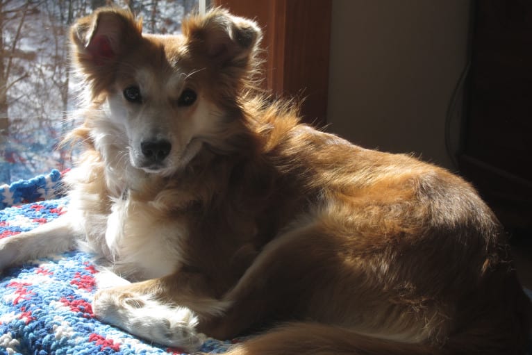 Kaylee, a Labrador Retriever and Samoyed mix tested with EmbarkVet.com