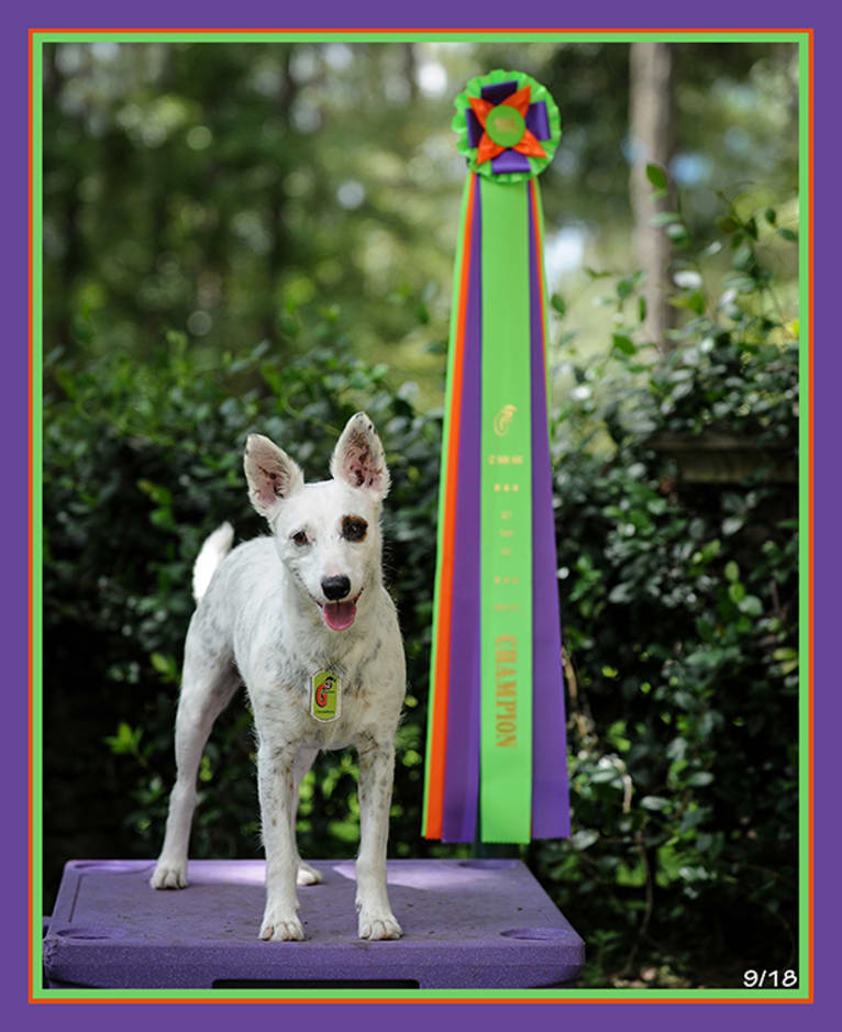 High Cotton's "Roodie", a Russell-type Terrier and Rat Terrier mix tested with EmbarkVet.com