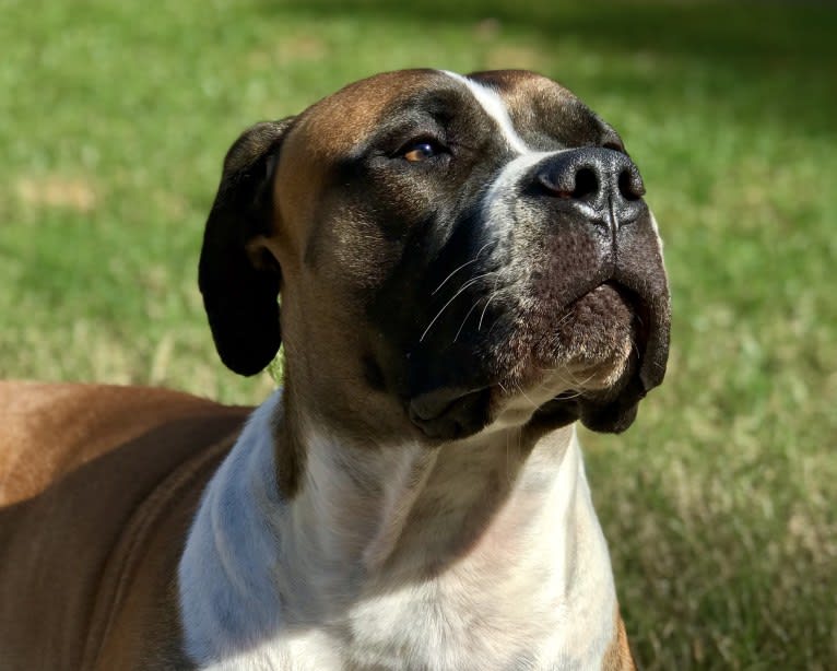 Ziva, a Boerboel tested with EmbarkVet.com