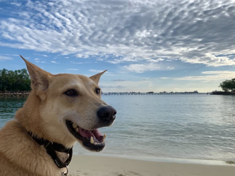 Becky, a Southeast Asian Village Dog tested with EmbarkVet.com