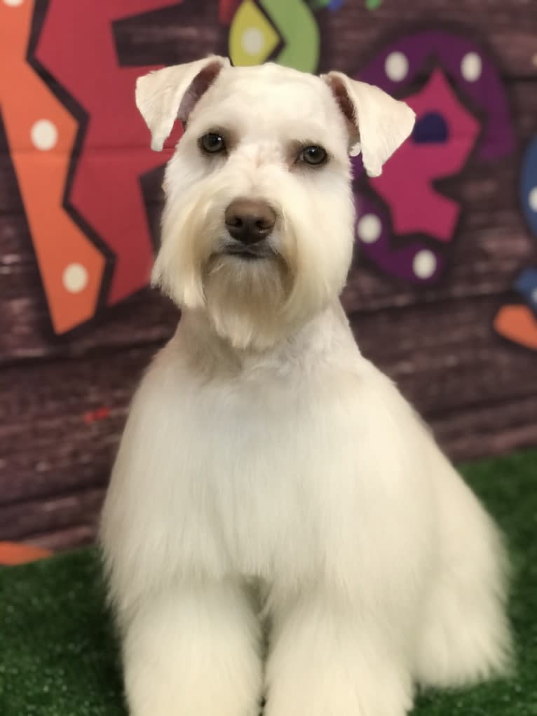 Watson, a Miniature Schnauzer tested with EmbarkVet.com