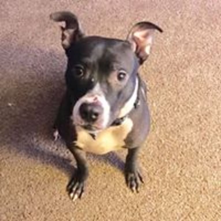 Photo of Journey, an American Pit Bull Terrier and American Staffordshire Terrier mix in Webster, New York, USA
