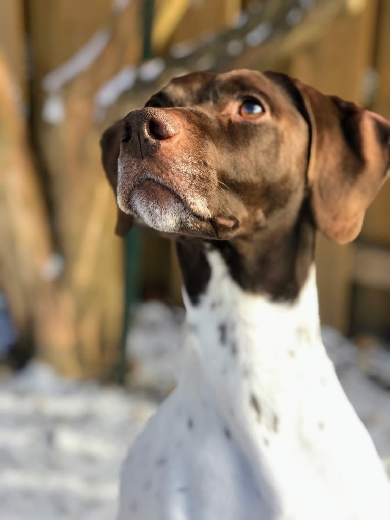 Holly, a German Shorthaired Pointer tested with EmbarkVet.com