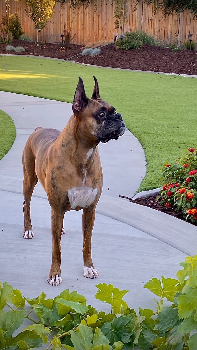 Whiskey - Baldwin's Love Note, a Boxer tested with EmbarkVet.com