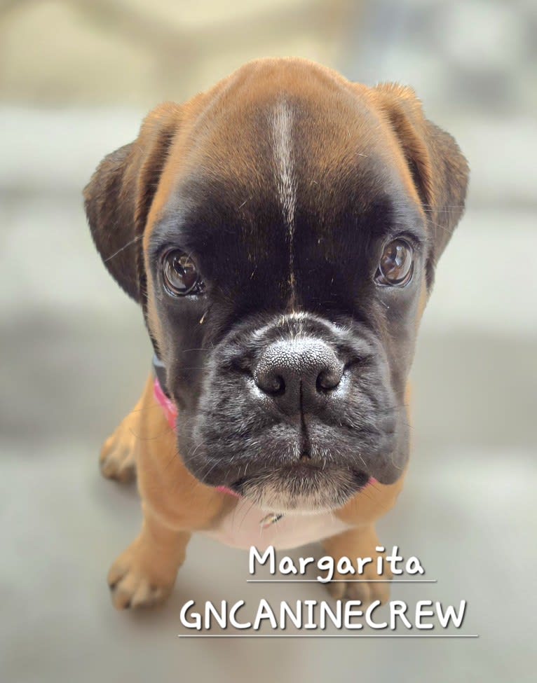 Cali, a Boxer tested with EmbarkVet.com