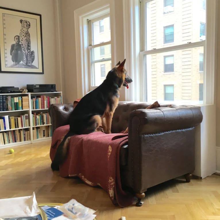 Cody, a German Shepherd Dog tested with EmbarkVet.com