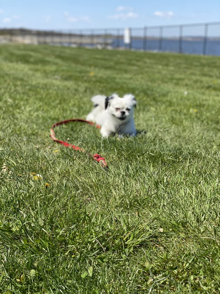 Tyson, a Lhasa Apso and Shih Tzu mix tested with EmbarkVet.com