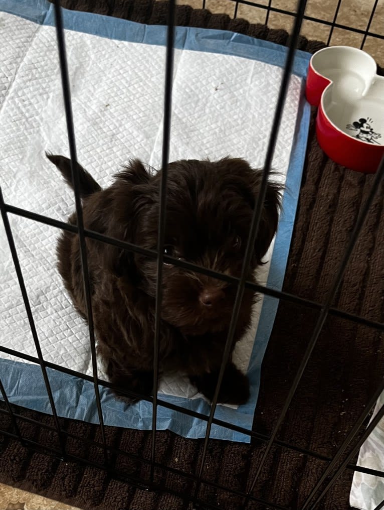 Hazel, a Havanese tested with EmbarkVet.com