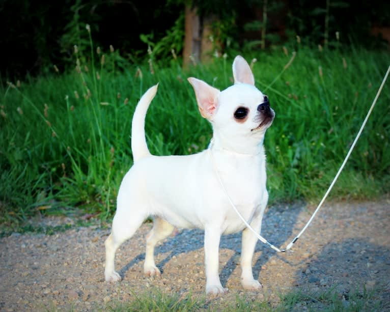 Flirt, a Chihuahua tested with EmbarkVet.com