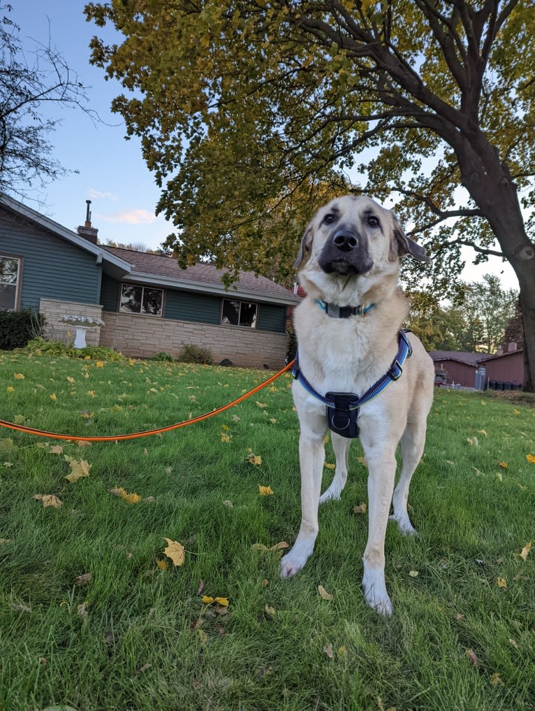 Chewie, an Anatolian Shepherd Dog and Great Pyrenees mix tested with EmbarkVet.com