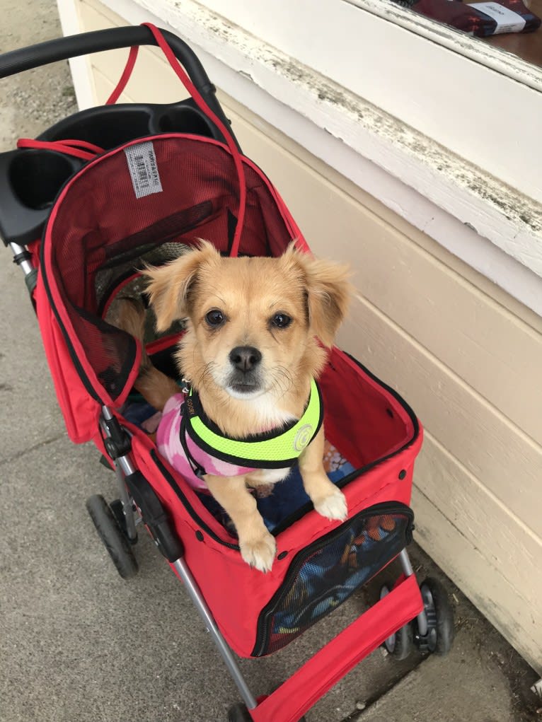 Abigail, a Poodle (Small) and Chihuahua mix tested with EmbarkVet.com