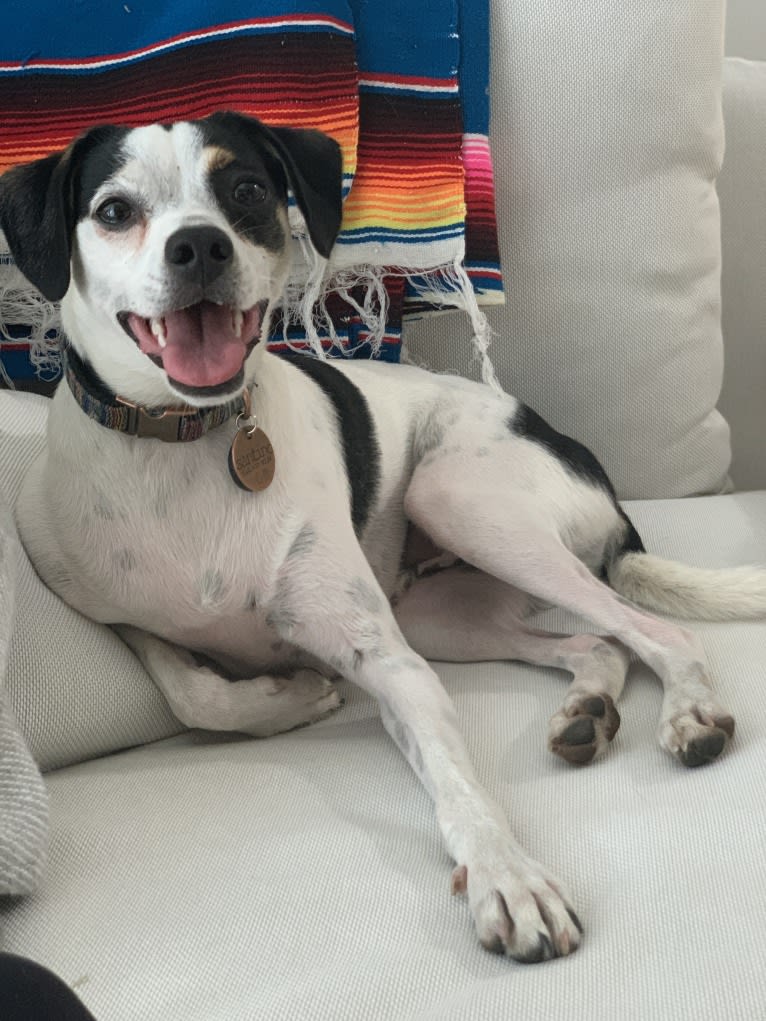 Embark Dog DNA Test Santino gallery