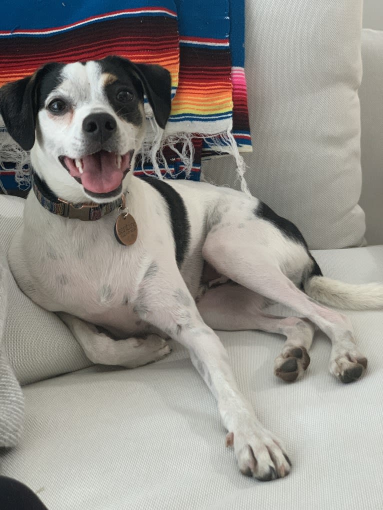 Santino, a German Shorthaired Pointer and Rat Terrier mix tested with EmbarkVet.com