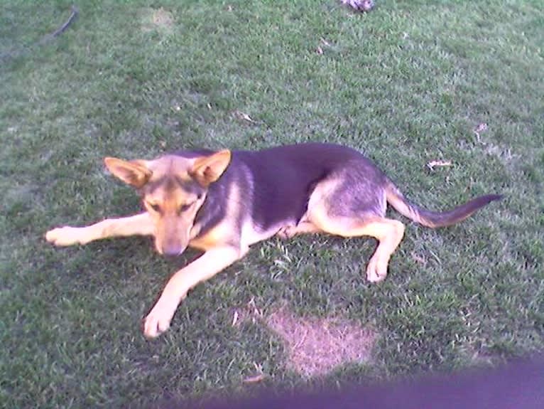 Lukas, a German Shepherd Dog and Australian Cattle Dog mix tested with EmbarkVet.com