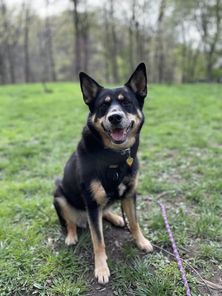 Billy, a Siberian Husky and Labrador Retriever mix tested with EmbarkVet.com