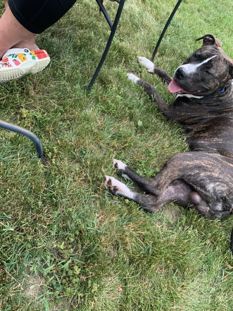 Chidi Buddy, an American Bully tested with EmbarkVet.com