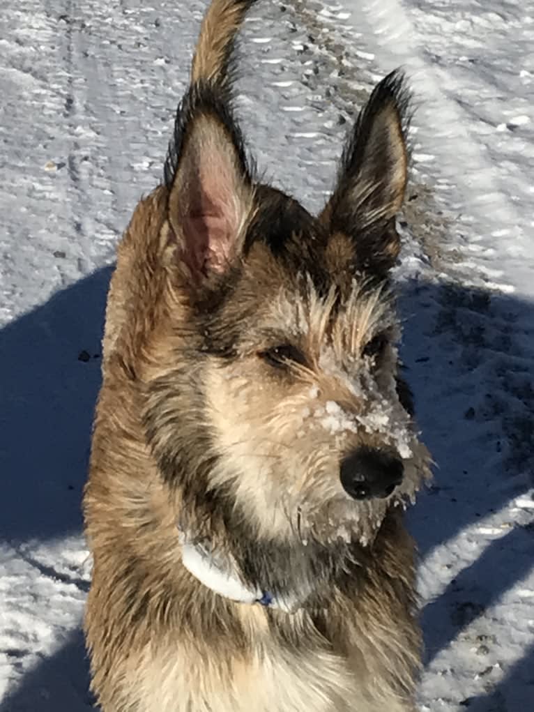 Dixie, a Berger Picard tested with EmbarkVet.com