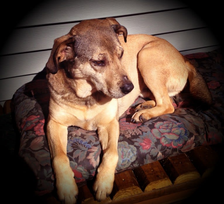 Chase, an American Pit Bull Terrier and Great Pyrenees mix tested with EmbarkVet.com