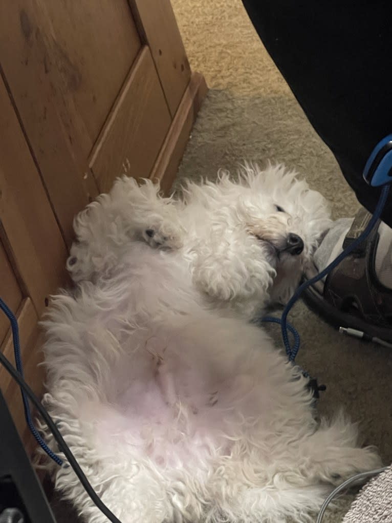 Oz, a Bichon Frise tested with EmbarkVet.com
