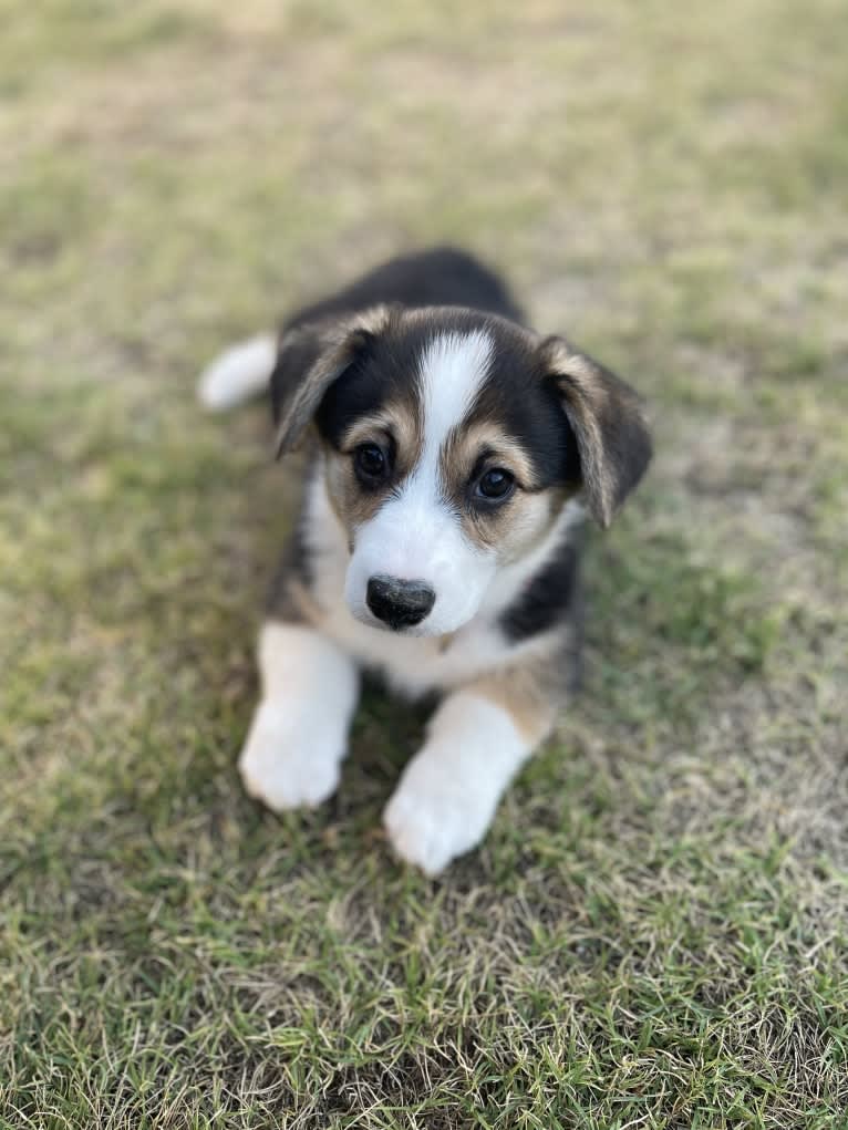 Red Head Reba, a Pembroke Welsh Corgi tested with EmbarkVet.com
