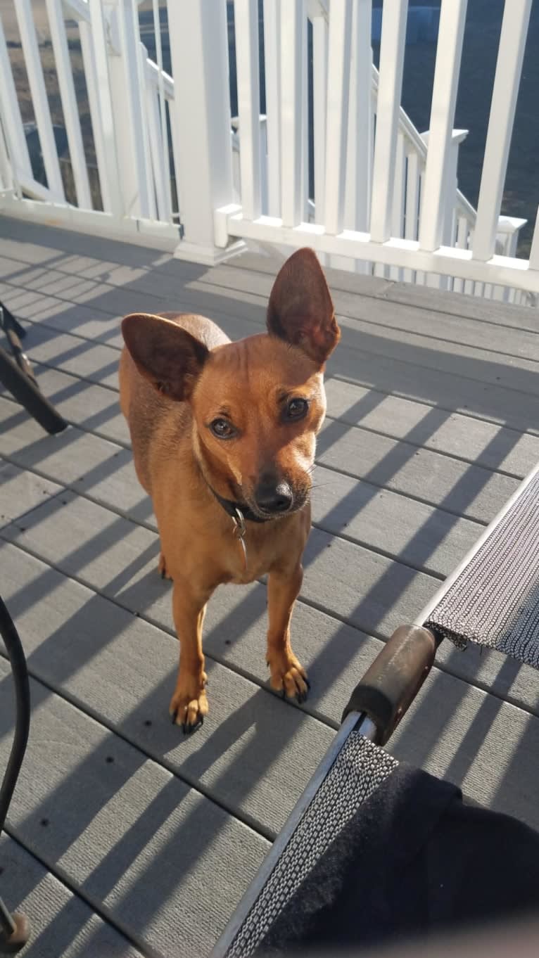 Pip, a Miniature Pinscher and Chihuahua mix tested with EmbarkVet.com