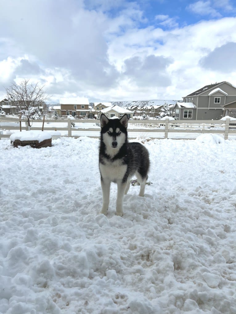 Drake Flynn, a Siberian Husky tested with EmbarkVet.com