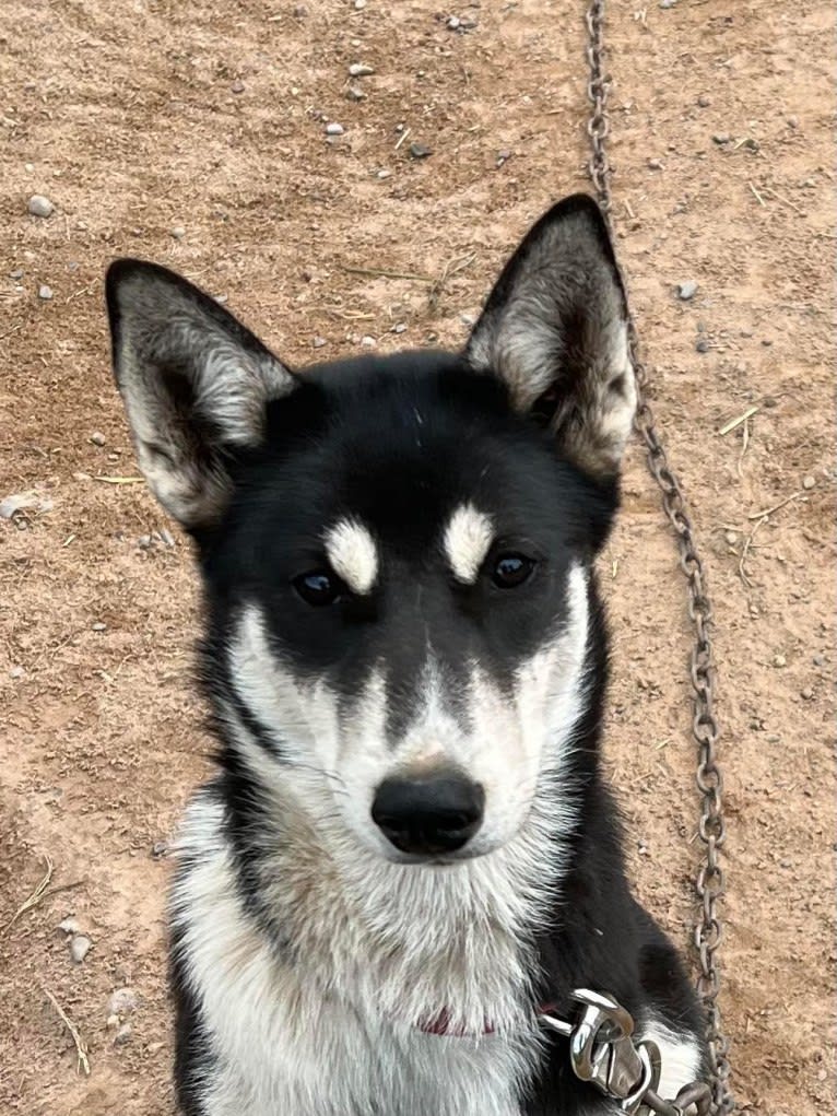 Heels, a Siberian Husky tested with EmbarkVet.com