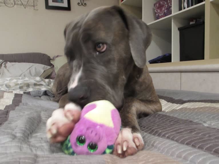 Brody, an American Bulldog and Neapolitan Mastiff mix tested with EmbarkVet.com
