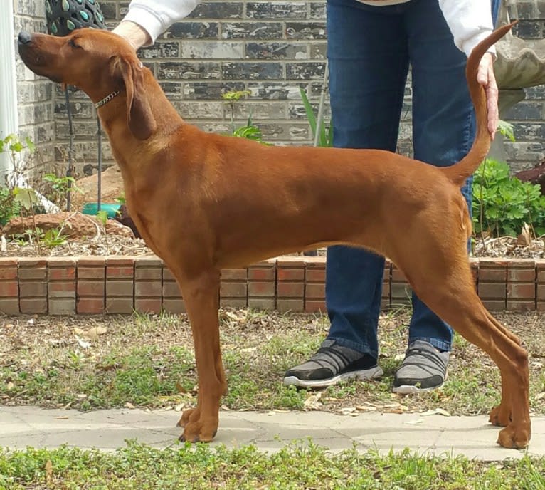 PEPPER, a Redbone Coonhound tested with EmbarkVet.com