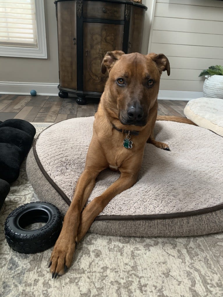 Rocco, an American Pit Bull Terrier and German Shepherd Dog mix tested with EmbarkVet.com