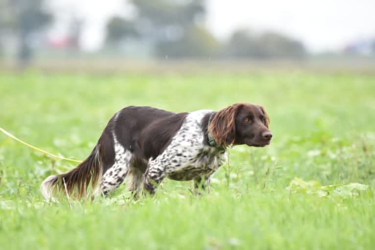 Sybel van Achter de Duinen, a Munsterlander (Small) tested with EmbarkVet.com