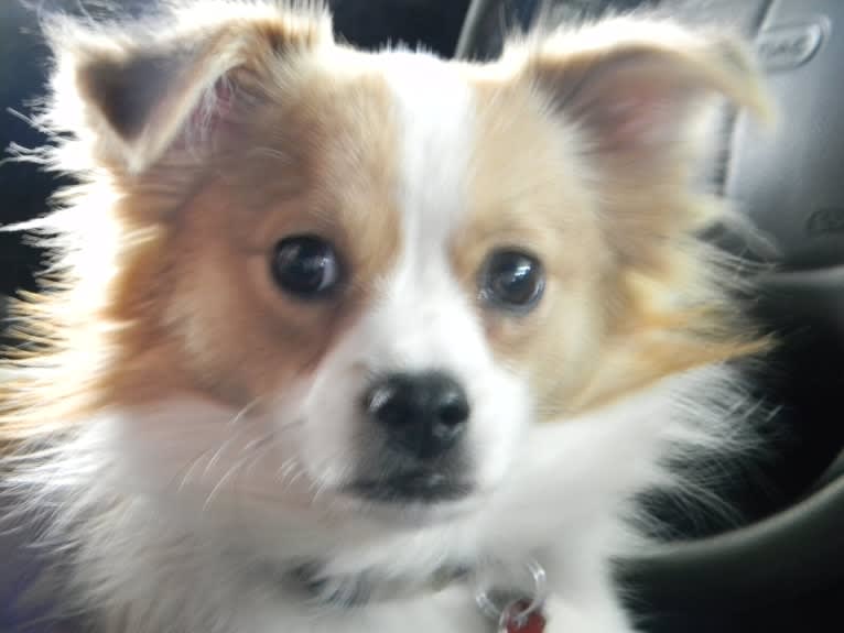 Photo of Dixie, a Pekingese, Chihuahua, Pomeranian, and Pug mix in Port Angeles, Washington, USA