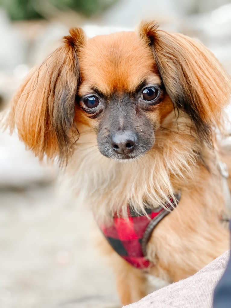 Finn, a Chihuahua and Dachshund mix tested with EmbarkVet.com