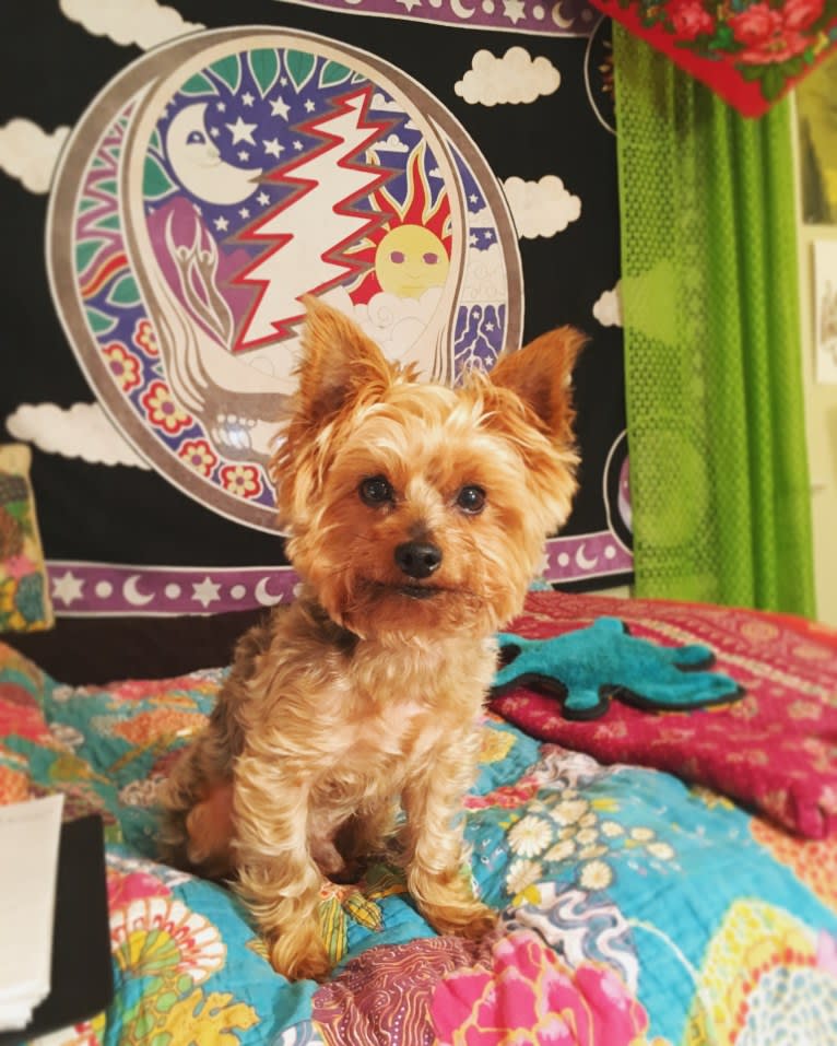 Ross, a Yorkshire Terrier tested with EmbarkVet.com