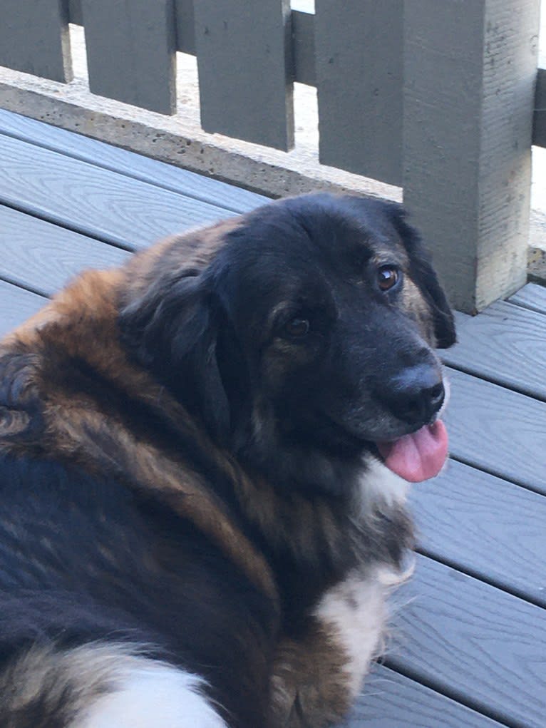 Chloe, a Labrador Retriever and German Shepherd Dog mix tested with EmbarkVet.com