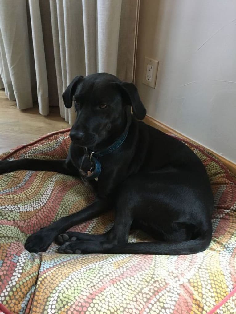 Sammy, a Labrador Retriever and Staffordshire Terrier mix tested with EmbarkVet.com