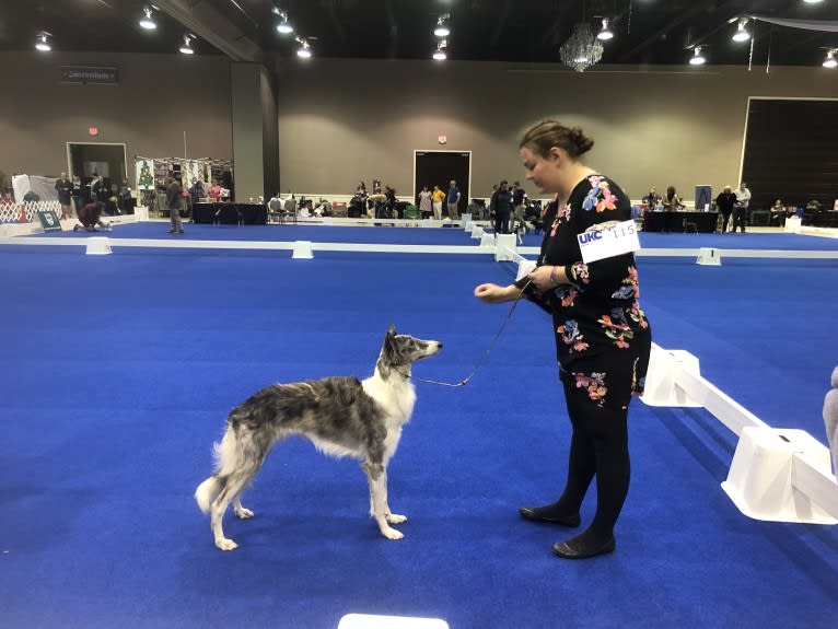 Twig, a Silken Windhound tested with EmbarkVet.com