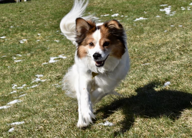 Cooper, an Australian Cattle Dog and Shih Tzu mix tested with EmbarkVet.com