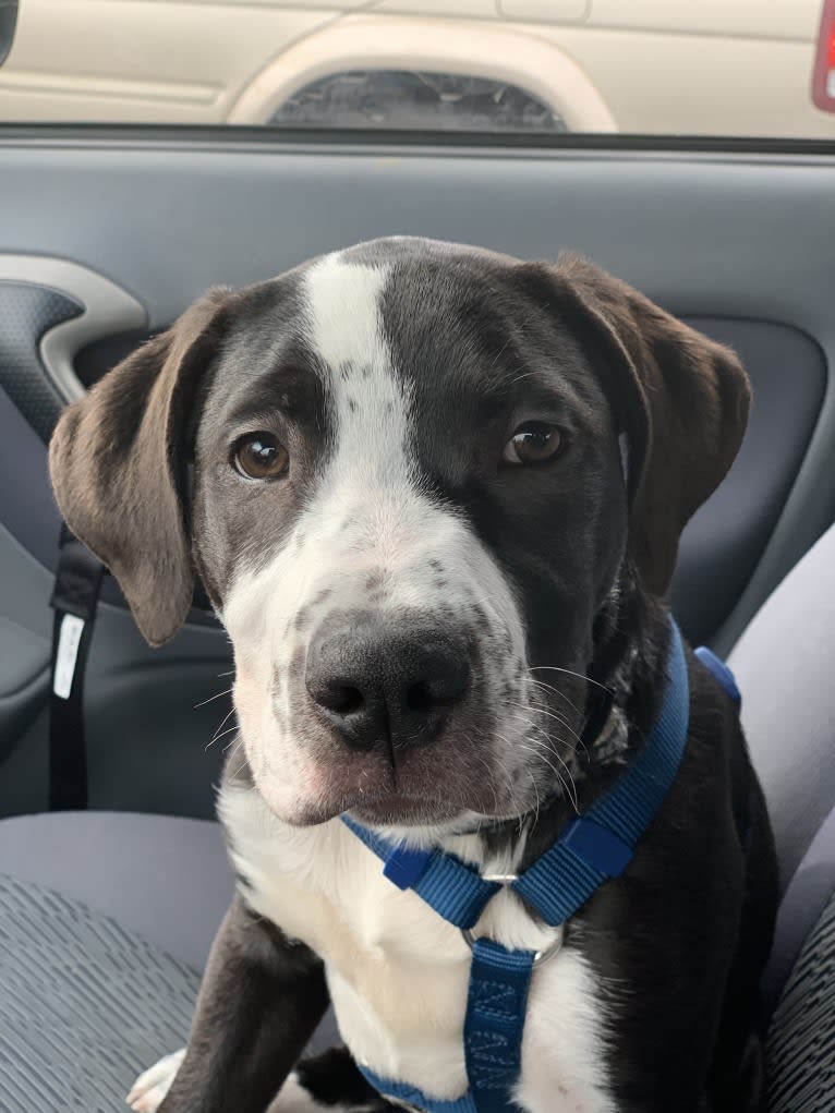 Luckie, an American Pit Bull Terrier and Border Collie mix tested with EmbarkVet.com