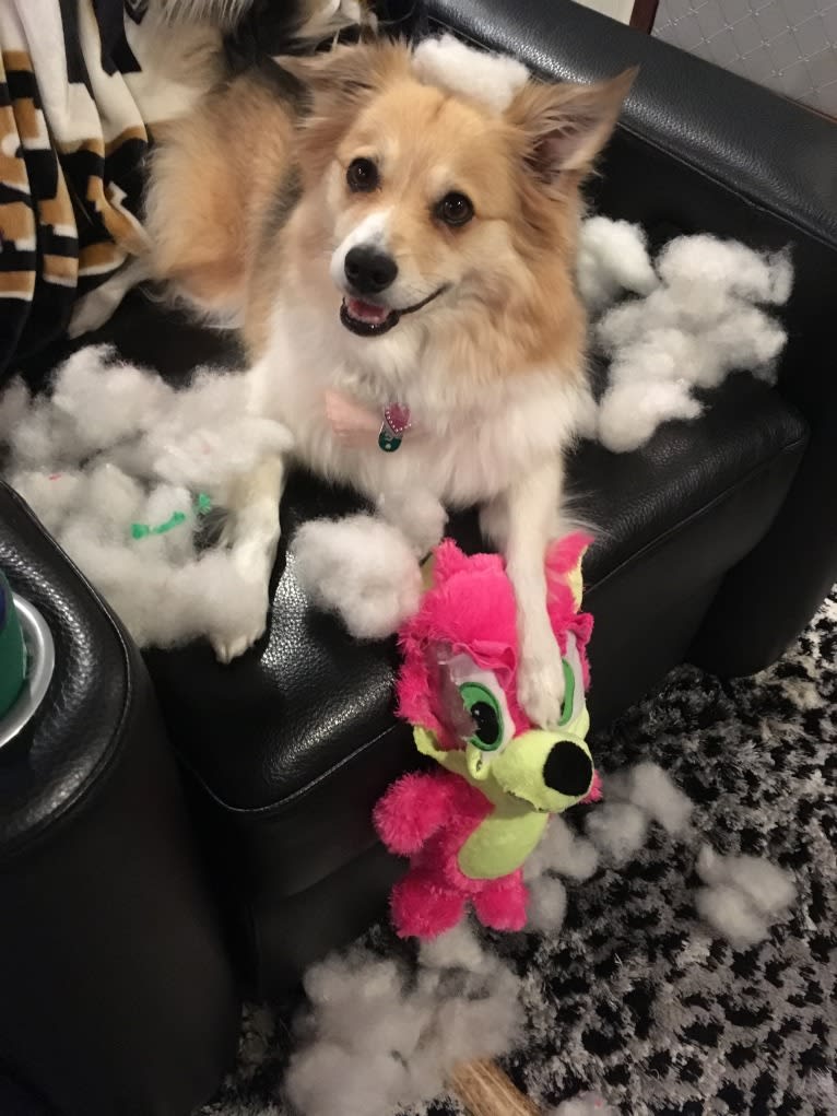 Eevee, an American Eskimo Dog and Miniature/MAS-type Australian Shepherd mix tested with EmbarkVet.com