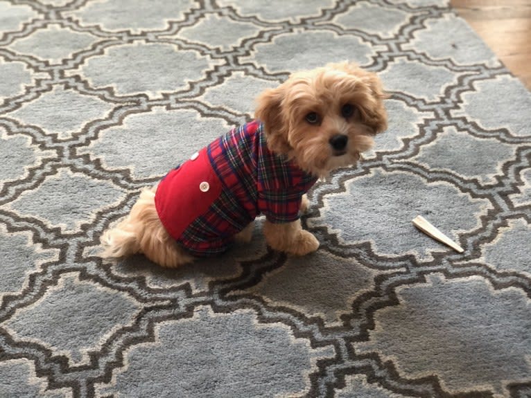 Jax, a Cavalier King Charles Spaniel and Havanese mix tested with EmbarkVet.com