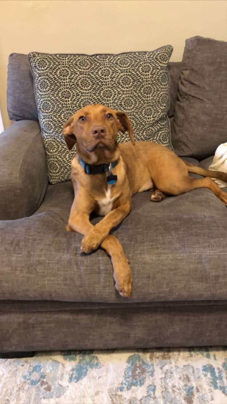 Rusty, an American Foxhound and American Pit Bull Terrier mix tested with EmbarkVet.com