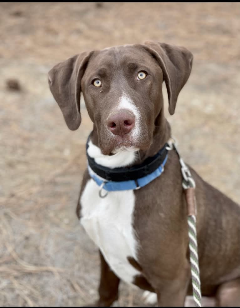 George, a German Shorthaired Pointer and American Pit Bull Terrier mix tested with EmbarkVet.com