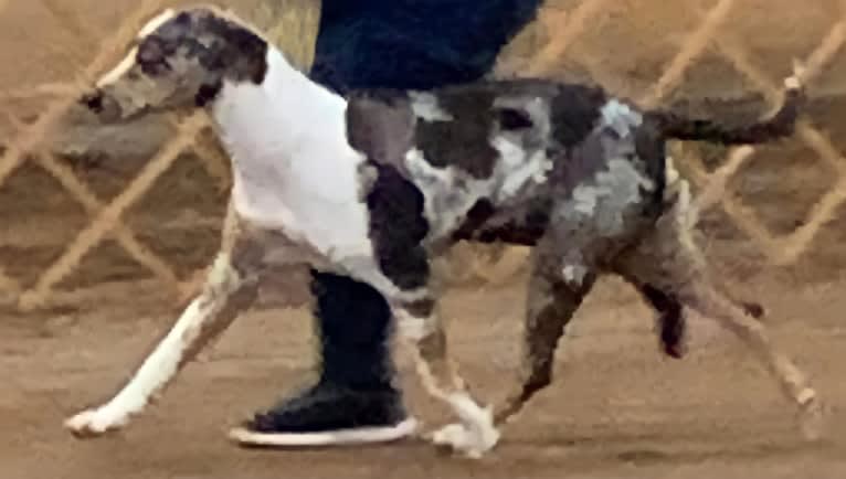 Panhead catahoulas 2025